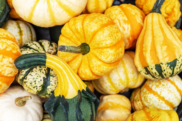 Herbstkürbishintergrund. Schließen Sie oben von verschiedenen dekorativen Minikürbissen am Bauernmarkt.