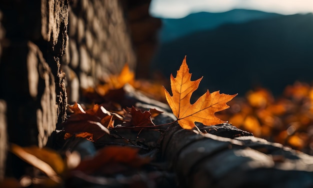 Herbstkupfer im Wald Tapete