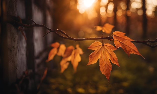 Herbstkupfer im Wald Tapete