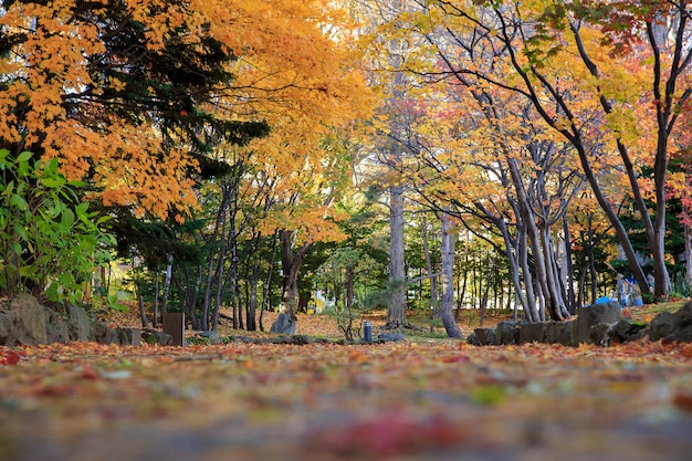 Herbstlandschaft am Nakajima-Park, Sapporo-Stadt, Japan.