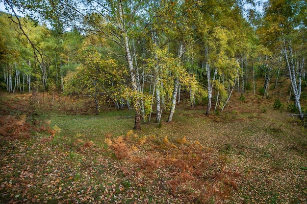 Herbstlandschaft an der Küste des Telezkoje-Altai-Gebirges