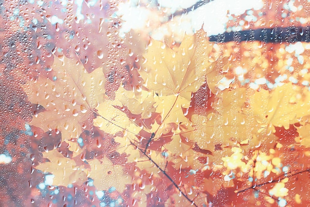 Herbstlandschaft an einem regnerischen Tag in einem Stadtpark / gelbe Bäume im Regen