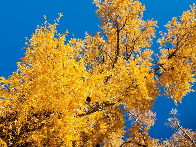 Herbstlandschaft auf der Zapata Ranch, Colorado.