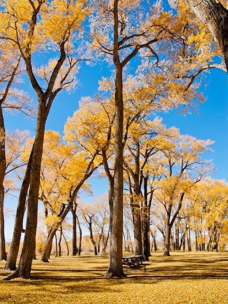 Herbstlandschaft auf der Zapata Ranch, Colorado.