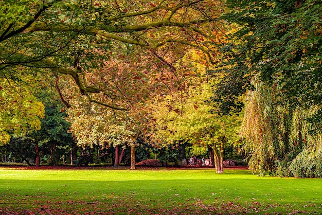 Herbstlandschaft Baum mit bunten Blättern