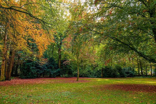 Herbstlandschaft Baum mit bunten Blättern