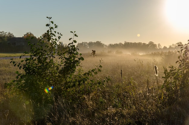 Herbstlandschaft Überwuchertes Feld und Wald am Horizont Warten auf den Sonnenuntergang und die unvermeidliche Dunkelheit Hintergrundbeleuchtung Sonnenlicht
