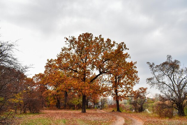 Herbstlandschaft Bunte Herbstbäume