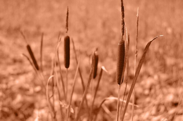 Herbstlandschaft Cattail wächst in einem Sumpf unter braunem getrocknetem Gras selektiver Fokus Pfirsichfuzz ist die Farbe des Jahres 2024 getönte Bild