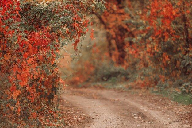 Herbstlandschaft der Straße im Park