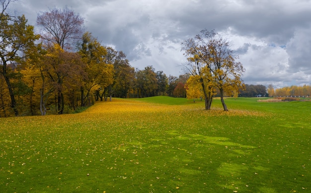 Herbstlandschaft des grünen Rasens bedeckt mit gefallenen Blättern von den Bäumen