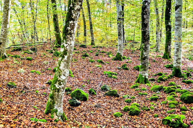 Herbstlandschaft des Naturreservats Fageda d'en Jorda (Jordà-Buchenwald) in La Garrotxa, Girona