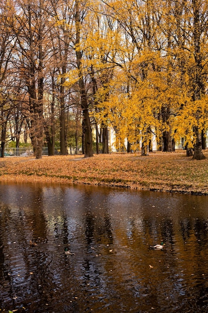 Herbstlandschaft des Stadtparks mit einem Fluss Herbst im Stadtpark Gelbe Bäume am Flussufer