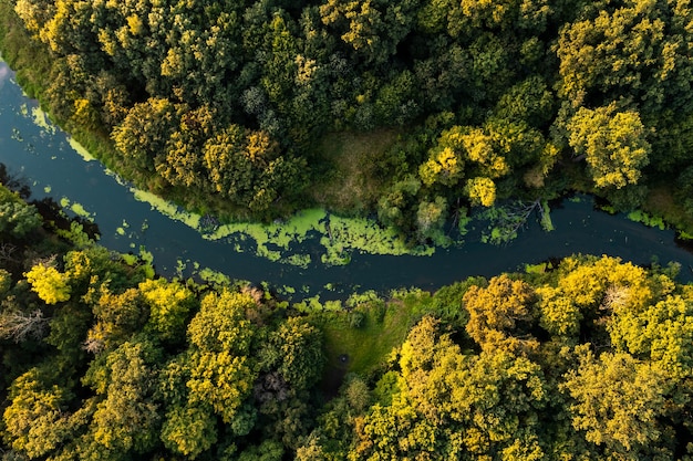Herbstlandschaft. Ein blauer Fluss, der durch einen gelben Wald fließt. Sicht von oben