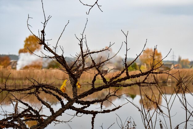 Herbstlandschaft Ein orangefarbenes Blatt auf einem Ast vor dem Hintergrund eines grauen Himmels, eines Sees und eines herbstlichen Waldes