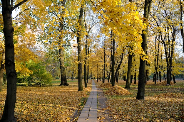 Herbstlandschaft - ein Park mit Laub und Haufen