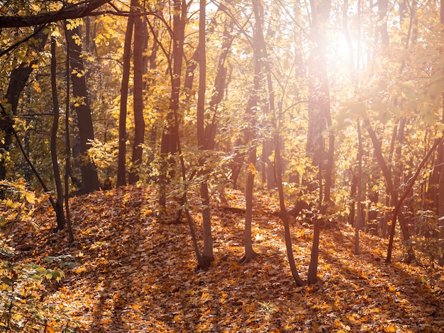 Herbstlandschaft ein Wald mit buntem Laub