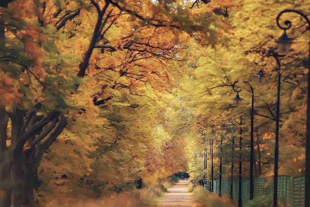 Herbstlandschaft / gelbe Bäume im Herbstpark, leuchtend orangefarbener Wald