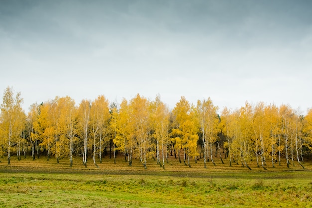 Herbstlandschaft - gelbe Bäume.
