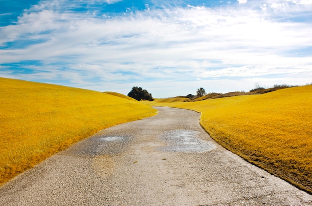 Herbstlandschaft Gelbe Feldwiese und blauer Himmel