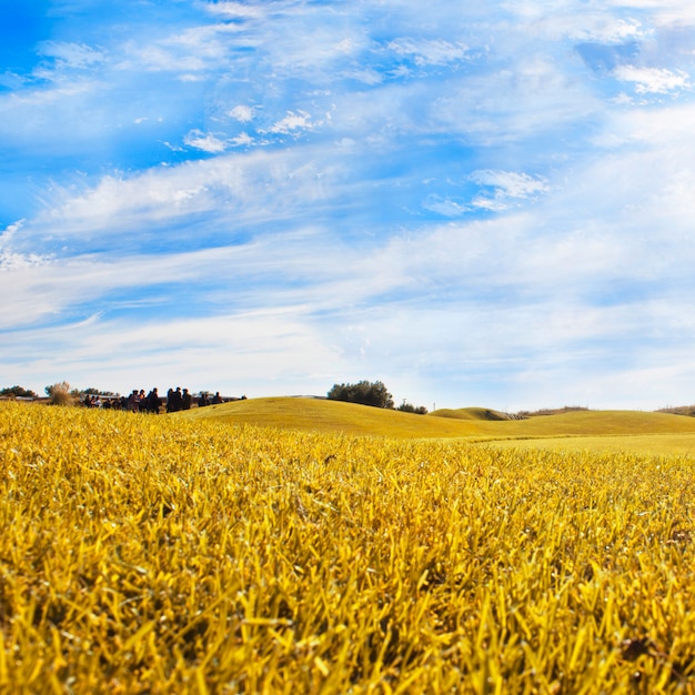 Herbstlandschaft Gelbe Feldwiese und blauer Himmel