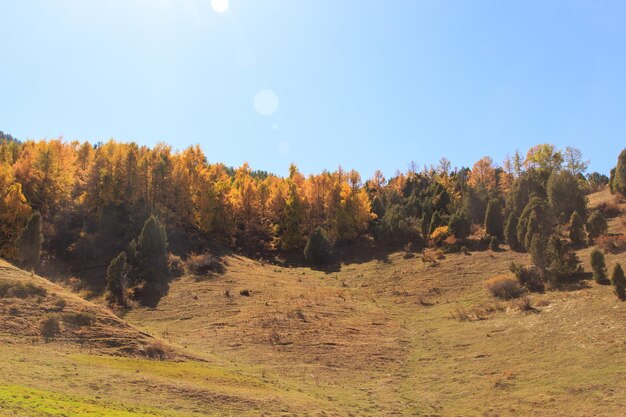 Herbstlandschaft Gelbe und grüne Bäume Berge und hellblauer Himmel