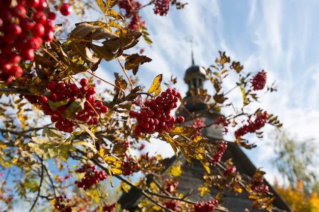 Herbstlandschaft. Gelbes Laub an den Bäumen und eine rustikale Holzkirche. Foto in hoher Qualität