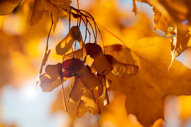 Herbstlandschaft goldene Herbstahornblätter auf einem Baum