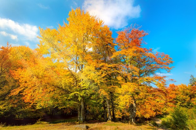 Herbstlandschaft große gelbe orange Bäume im herbstlichen Wald blauer Himmel sonniger Tag bunte Blätter