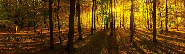 Herbstlandschaft im Panoramaformat Ein Wald in hellen, warmen Farben, durch den die Morgensonne durch die rehfarbenen und orangefarbenen Blätter scheint