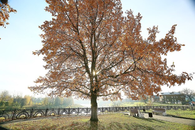 Herbstlandschaft im Park / saisonale gelbe Landschaft sonniger Park mit abgefallenen Blättern