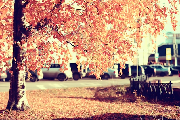 Herbstlandschaft im Park / saisonale gelbe Landschaft sonniger Park mit abgefallenen Blättern