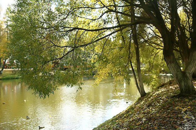 Herbstlandschaft im Park / saisonale gelbe Landschaft sonniger Park mit abgefallenen Blättern