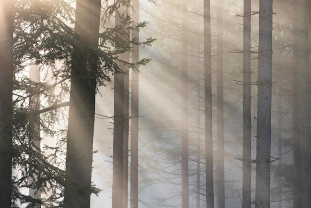 Herbstlandschaft im Tannenwald mit schönem Licht. Nebel und Sonnenstrahlen