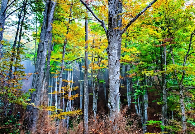 Herbstlandschaft im Wald von La Fageda de Grevolosa, La Garrotxa.