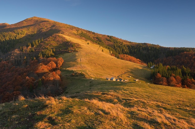 Herbstlandschaft in den Bergen. Abendlicht der untergehenden Sonne auf den Bergwiesen. Schöne Bäume in Herbstfarben. Karpaten, Ukraine, Europa