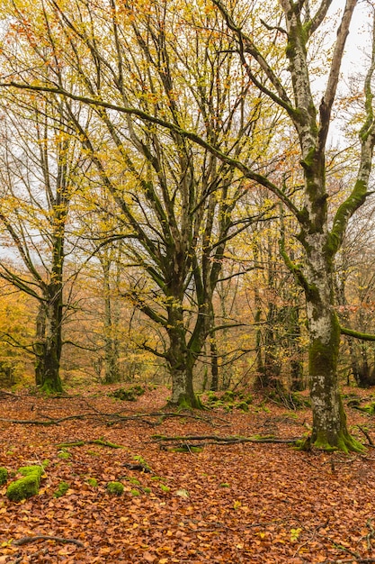 Herbstlandschaft in der Sierra de Urbasa, Autonome Gemeinschaft Navarra. Spanien