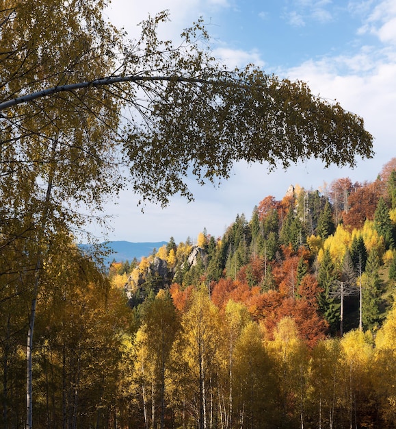 Herbstlandschaft in einem Bergwald