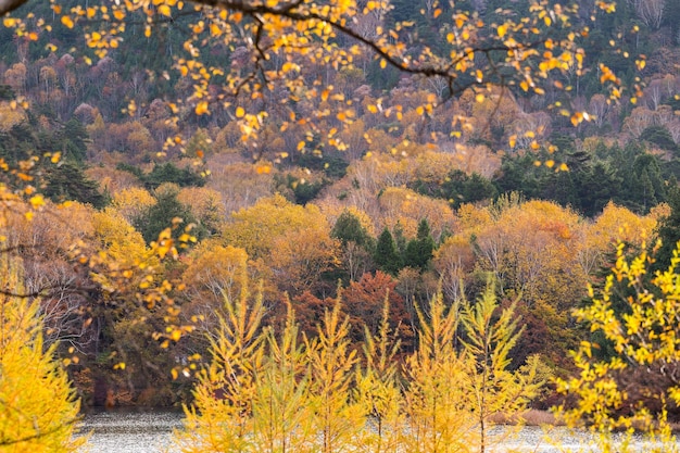 Herbstlandschaft in Nikko