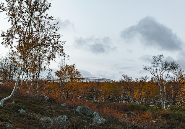 Herbstlandschaft mit Birken im nördlichen Finnland-Lappland