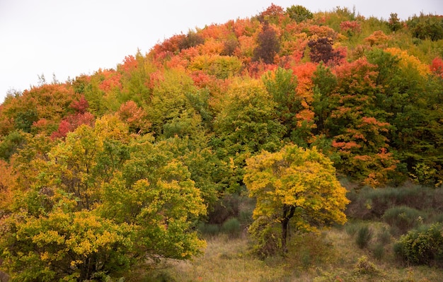 Herbstlandschaft mit bunten Bäumen und Pflanzen