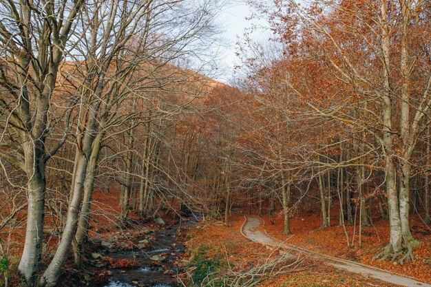 Herbstlandschaft mit einem bunten Wald und einem orange Laub, einem Weg und einem Fluss