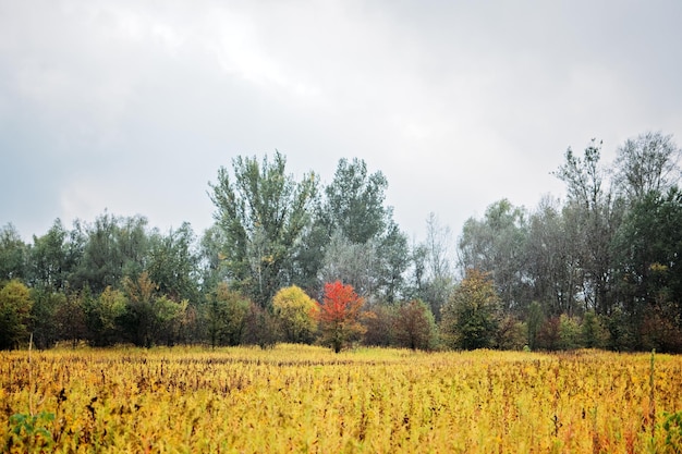 Herbstlandschaft mit einem roten Baum auf anderen gelben und grünen Bäumen Hintergrund Ruhige Landschaft im Herbst