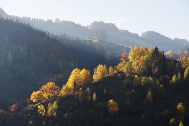 Herbstlandschaft mit einem schönen Laubwald in den Bergen. Morgens sonniges Wetter. Karpaten, Ukraine, Europa