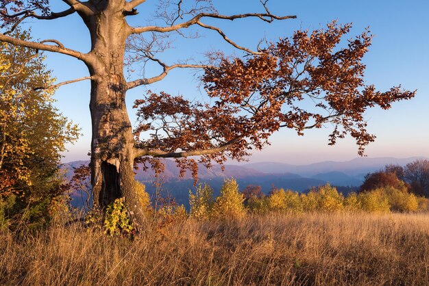 Herbstlandschaft mit einem wunderschönen Buchenbaum