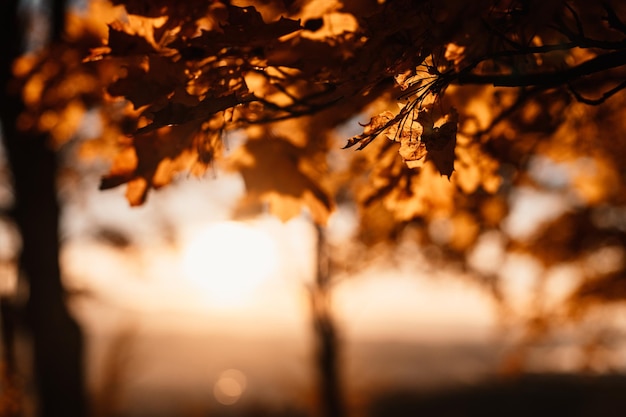 Herbstlandschaft mit gelben Bäumen und Sonne Buntes Laub im Park Fallende Blätter Herbstsaison-Konzept