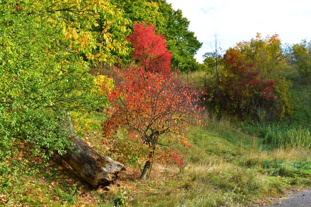 Herbstlandschaft mit gelben, roten und grünen Bäumen