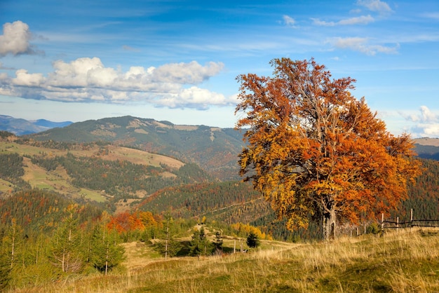 Herbstlandschaft mit großem buntem Baum und Bergpanorama