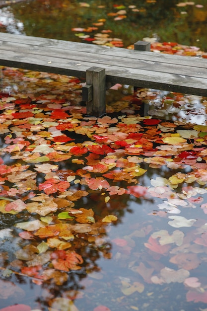 Herbstlandschaft mit hölzernem Steg auf dem See (Teich) mit buntem Laub. Schwimmendes Herbstblatt