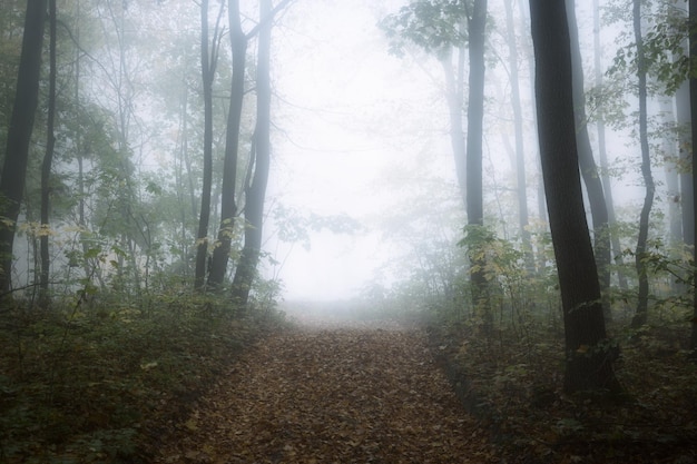 Herbstlandschaft mit mysteriösem nebligen Märchenwald.